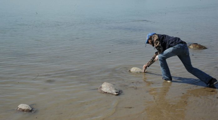 Rescatan y liberan a más de 200 tortugas varadas en playas de Tamaulipas.