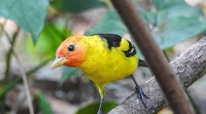 Aves en Tamaulipas atraen turismo y ciencia en la Reserva El Cielo